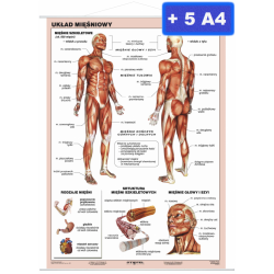 Układ mięśniowy człowieka